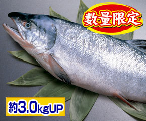 新巻鮭