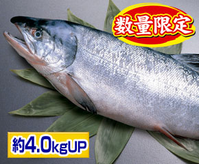 新巻鮭