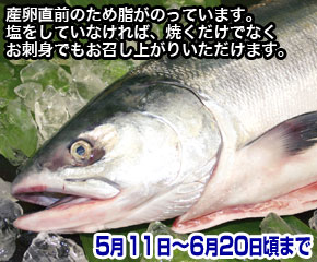 生ときしらず